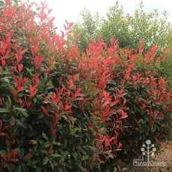 Photinia Red Robin -Eco Garden Shop apo photinia hedge offices