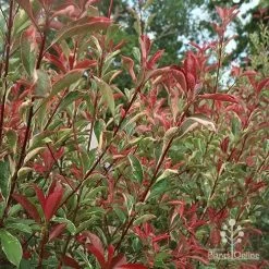 Photinia Pink Marble 22 Photinia Pink Marble -Eco Garden Shop apo photinia pink marble hedge nursery