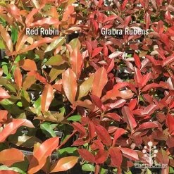 Photinia Red Robin -Eco Garden Shop apo photinia red robin glabra rubens 1