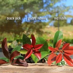 Photinia Red Robin -Eco Garden Shop apo photinia trio compare
