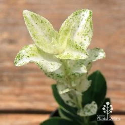 Euonymus Pierrolino - Variegated Spindle -Eco Garden Shop apo pierrolino euonymus 1