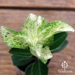 Euonymus Pierrolino - Variegated Spindle -Eco Garden Shop apo pierrolino euonymus 2