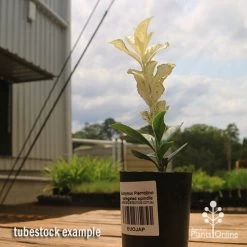 Euonymus Pierrolino - Variegated Spindle -Eco Garden Shop apo pierrolino euonymus tubestock2