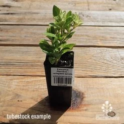 Euonymus Pierrolino - Variegated Spindle -Eco Garden Shop apo pierrolino tubestock