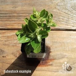 Euonymus Pierrolino - Variegated Spindle -Eco Garden Shop apo pierrolino tubestock top