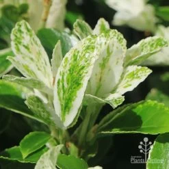 Euonymus Pierrolino - Variegated Spindle -Eco Garden Shop apo pierrolino variegation