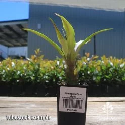 Pineapple Pure Gold 14 Pineapple Pure Gold -Eco Garden Shop apo pineapple tubestock nursery