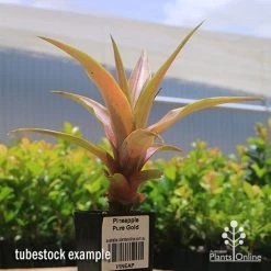 Pineapple Pure Gold 15 Pineapple Pure Gold -Eco Garden Shop apo pineapple tubestock pure gold