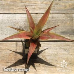 Pineapple Pure Gold 11 Pineapple Pure Gold -Eco Garden Shop apo pineapple tubestock pure gold top