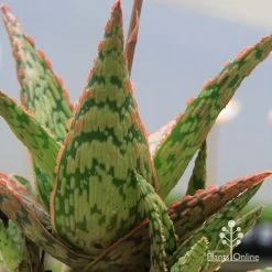Aloe Pink Blush - Succulent -Eco Garden Shop apo pink blush aloe leaves