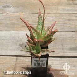 Aloe Pink Blush - Succulent -Eco Garden Shop apo pink blush aloe tubestock