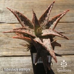 Aloe Pink Blush - Succulent -Eco Garden Shop apo pink blush aloe tubestock large
