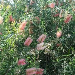 Callistemon Pink Champagne 18 Callistemon Pink Champagne -Eco Garden Shop apo pink champagne colour range