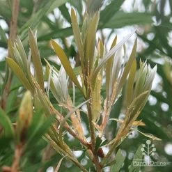 Callistemon Pink Champagne 15 Callistemon Pink Champagne -Eco Garden Shop apo pink champagne new leaf colour