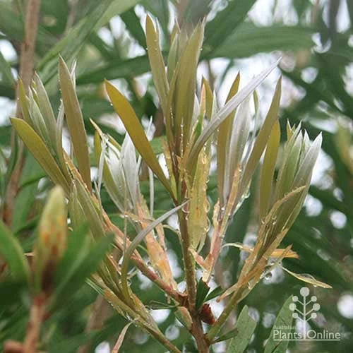Callistemon Pink Champagne 3 Callistemon Pink Champagne - Image 3