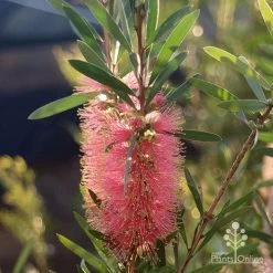 Callistemon Pink Champagne 23 Callistemon Pink Champagne -Eco Garden Shop apo pink champgne callistemon flower