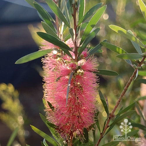 Callistemon Pink Champagne 11 Callistemon Pink Champagne - Image 11