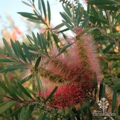 Callistemon Pink Champagne 20 Callistemon Pink Champagne -Eco Garden Shop apo pink champgne colour fan