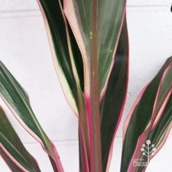 Cordyline Fruticosa Pink Diamond -Eco Garden Shop apo pink diamond colouring