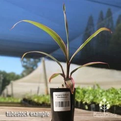 Cordyline Fruticosa Pink Diamond -Eco Garden Shop apo pink diamond tubestock