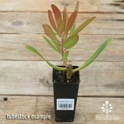Protea Pink Ice 21 Protea Pink Ice -Eco Garden Shop apo pink ice protea tubestock