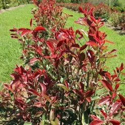 Photinia Pink Marble 25 Photinia Pink Marble -Eco Garden Shop apo pink marble hedge flower farm