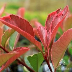 Photinia Pink Marble 23 Photinia Pink Marble -Eco Garden Shop apo pink marble photinia new leaf