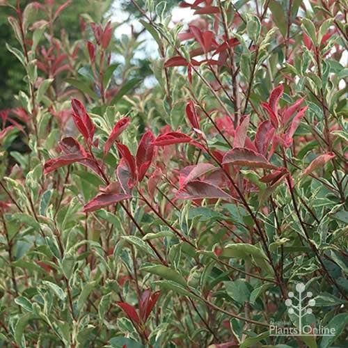 Photinia Pink Marble 12 Photinia Pink Marble - Image 12