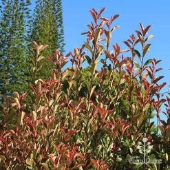 Photinia Pink Marble 18 Photinia Pink Marble -Eco Garden Shop apo pink marble upright habit