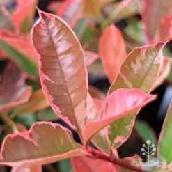 Photinia Pink Marble 17 Photinia Pink Marble -Eco Garden Shop apo pink marble very pink