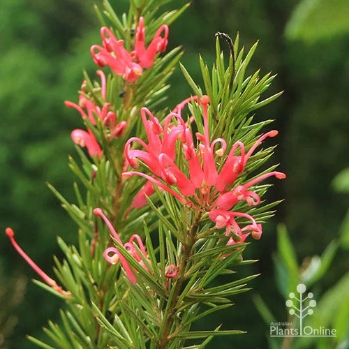 Grevillea Pink Pearl 1 Grevillea Pink Pearl