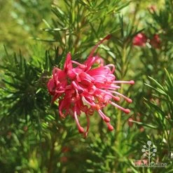 Grevillea Pink Pearl 20 Grevillea Pink Pearl -Eco Garden Shop apo pink pearl grevillea flower 1