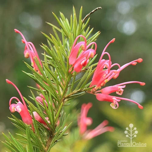 Grevillea Pink Pearl 2 Grevillea Pink Pearl - Image 2