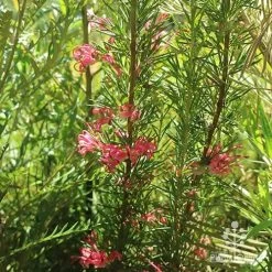 Grevillea Pink Pearl 25 Grevillea Pink Pearl -Eco Garden Shop apo pink pearl grevillea habit 1