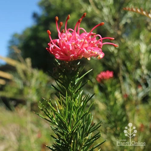 Grevillea Pink Pearl 12 Grevillea Pink Pearl - Image 12