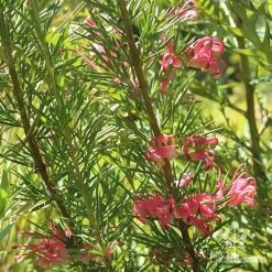 Grevillea Pink Pearl 19 Grevillea Pink Pearl -Eco Garden Shop apo pink pearl grevillea nursery 1