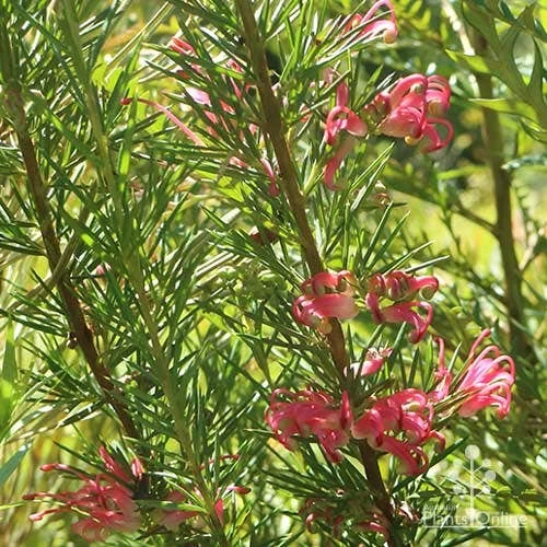 Grevillea Pink Pearl 5 Grevillea Pink Pearl - Image 5