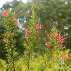 Grevillea Pink Pearl 18 Grevillea Pink Pearl -Eco Garden Shop apo pink pearl grevillea nursery flowering closeup