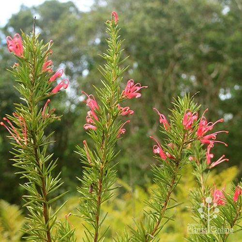 Grevillea Pink Pearl 4 Grevillea Pink Pearl - Image 4