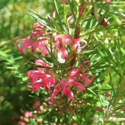 Grevillea Pink Pearl 27 Grevillea Pink Pearl -Eco Garden Shop apo pink pearl grevillea sunlit