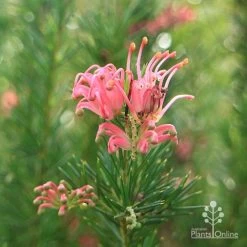 Grevillea Pink Pearl 28 Grevillea Pink Pearl -Eco Garden Shop apo pink pearl stem 1