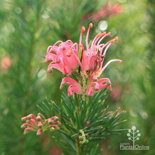 Grevillea Pink Pearl 14 Grevillea Pink Pearl - Image 14