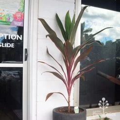 Cordyline Fruticosa Pink Diamond -Eco Garden Shop apo pinkdiamond reception