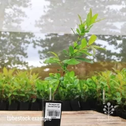 Pomegranate Double Orange -Eco Garden Shop apo pomegranate double flower tubestock