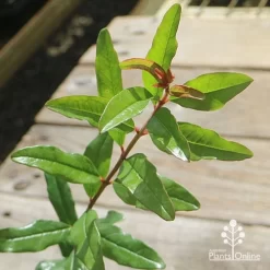 Pomegranate Double Orange -Eco Garden Shop apo pomegranate double orange foliage 1