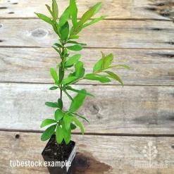 Pomegranate Double Orange -Eco Garden Shop apo pomegranate double tubestock