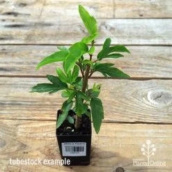 Hibiscus Popsicle 10 Hibiscus Popsicle -Eco Garden Shop apo popsicle tubestock