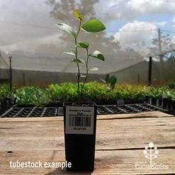 Blueberry Powder Blue -Eco Garden Shop apo powder blue tubestock side