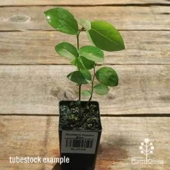 Blueberry Powder Blue -Eco Garden Shop apo powder blue tubestock top