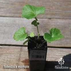 Geum Pretticoats Peach -Eco Garden Shop apo pretticoats peach tubestock